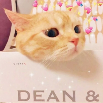 超萌萌宠情侣头像合集！12张高清可爱款直接抱走