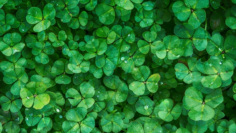 绿色四叶草高清电脑桌面壁纸推荐 花卉壁纸专属下载