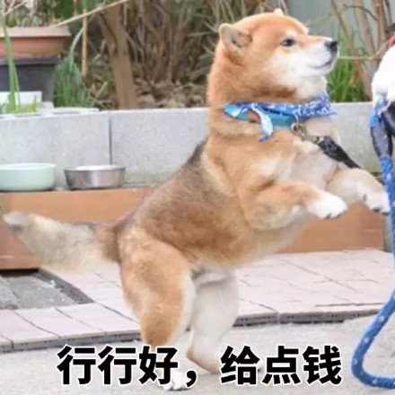 聊天斗图就靠它！这波柴犬表情包太好用了