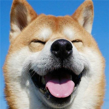 超萌柴犬情侣头像！一对左右两张共18张高清图