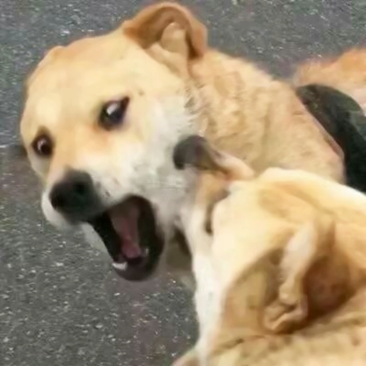 超萌可爱！8组动物情侣头像一对两张高清合集