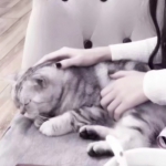 20张可爱又特别的情头！另一半不是人的系列头像合集