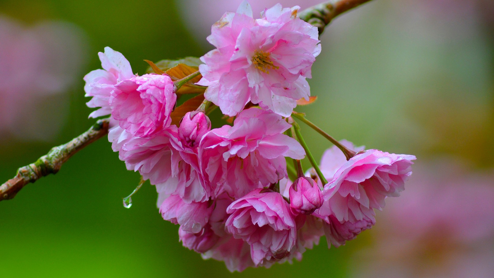 这款带樱花的樱桃树枝壁纸 适配多款电脑屏幕尺寸