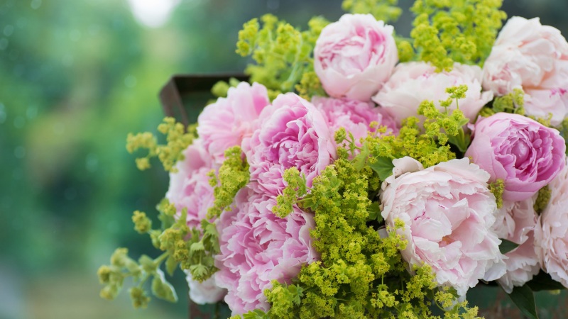 多款尺寸可选！牡丹花高清花卉电脑壁纸免费下载