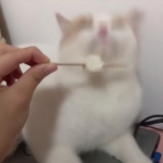 超萌！12张一猫一狗CP情侣头像，又甜又好笑