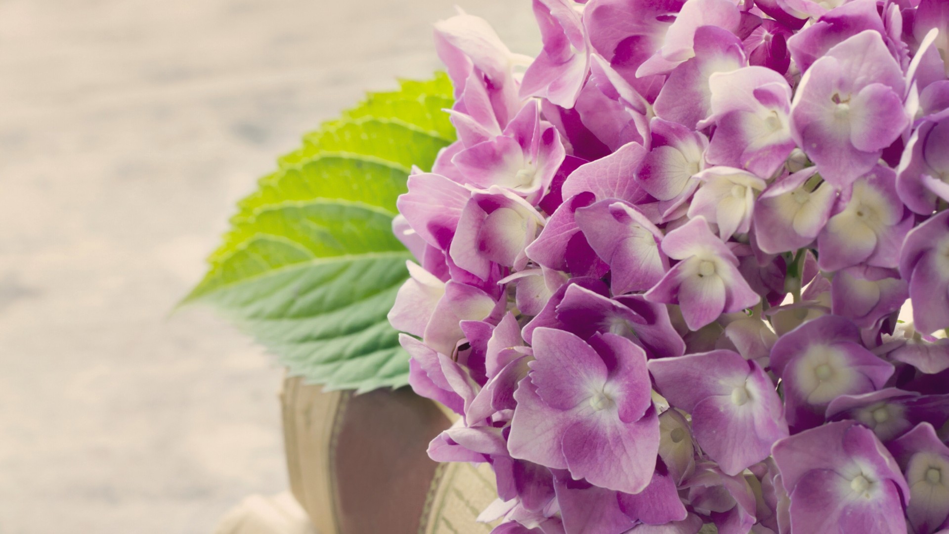 绣球花高清电脑壁纸合集来啦