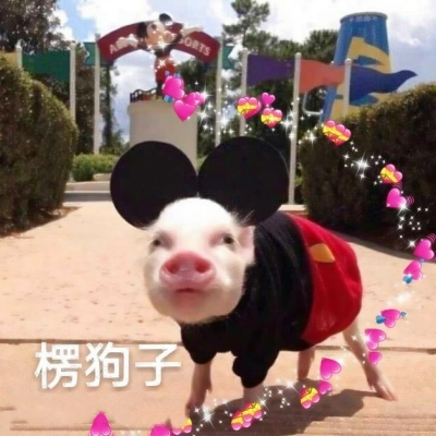 搞怪动物情侣头像来啦！带字创意款共12张高清图