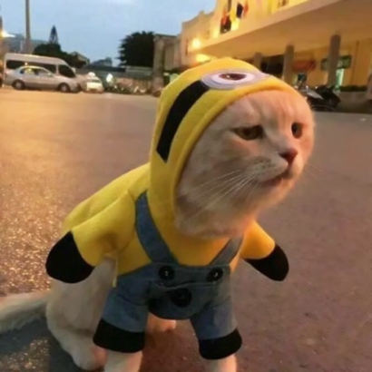 搞怪又萌的动物情侣头像来啦！28张高清搞笑可爱款任你挑