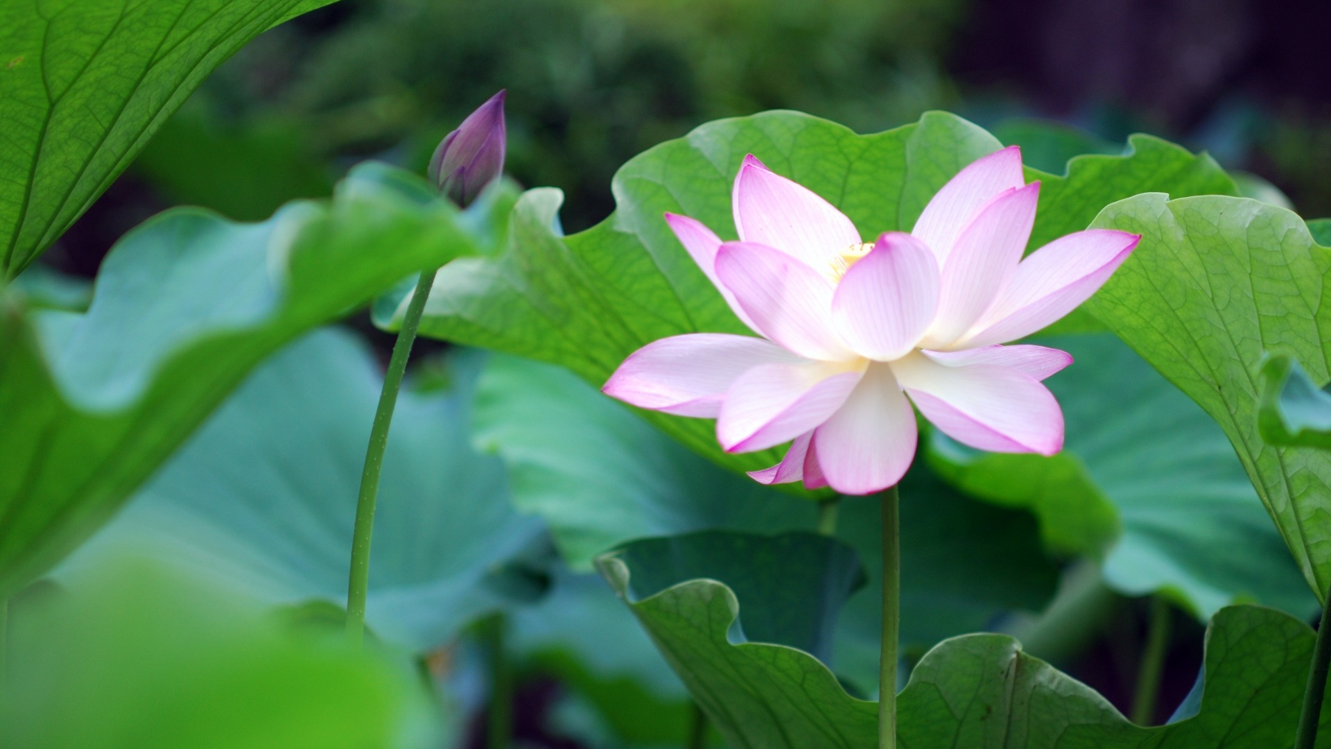 这款荷花主题电脑壁纸太绝了！涵盖水、花瓣、花蕾、荷叶全元素