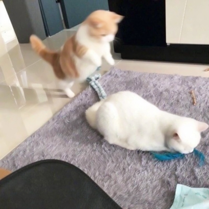 一男一女猫咪情侣头像 16张高清超萌可爱款