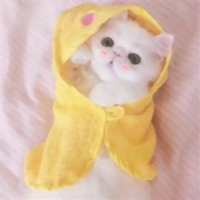一男一女猫咪情侣头像 16张高清超萌可爱款