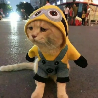 搞怪又萌的动物情侣头像来啦！28张高清搞笑可爱款任你挑