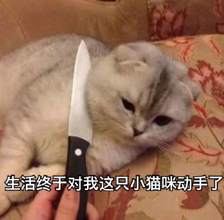 2月6日的表情包原图合集来啦