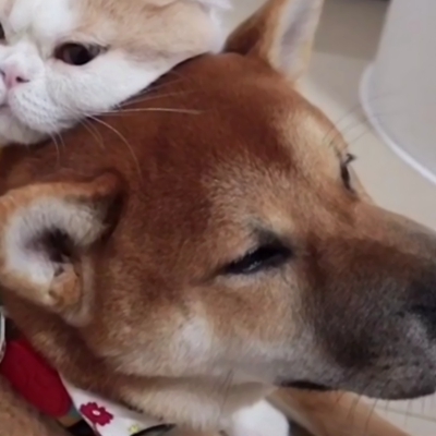 超萌！12张一猫一狗CP情侣头像，又甜又好笑