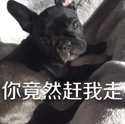 用狗狗演的“你走”系列表情包太好笑了
