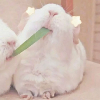 超萌萌宠情侣头像合集！12张高清可爱款直接抱走