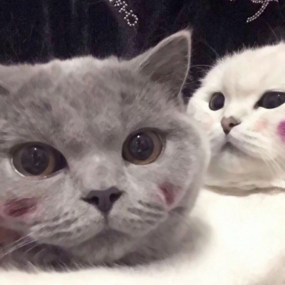 超萌猫咪情侣头像来啦！10张高清可爱款直接抱走