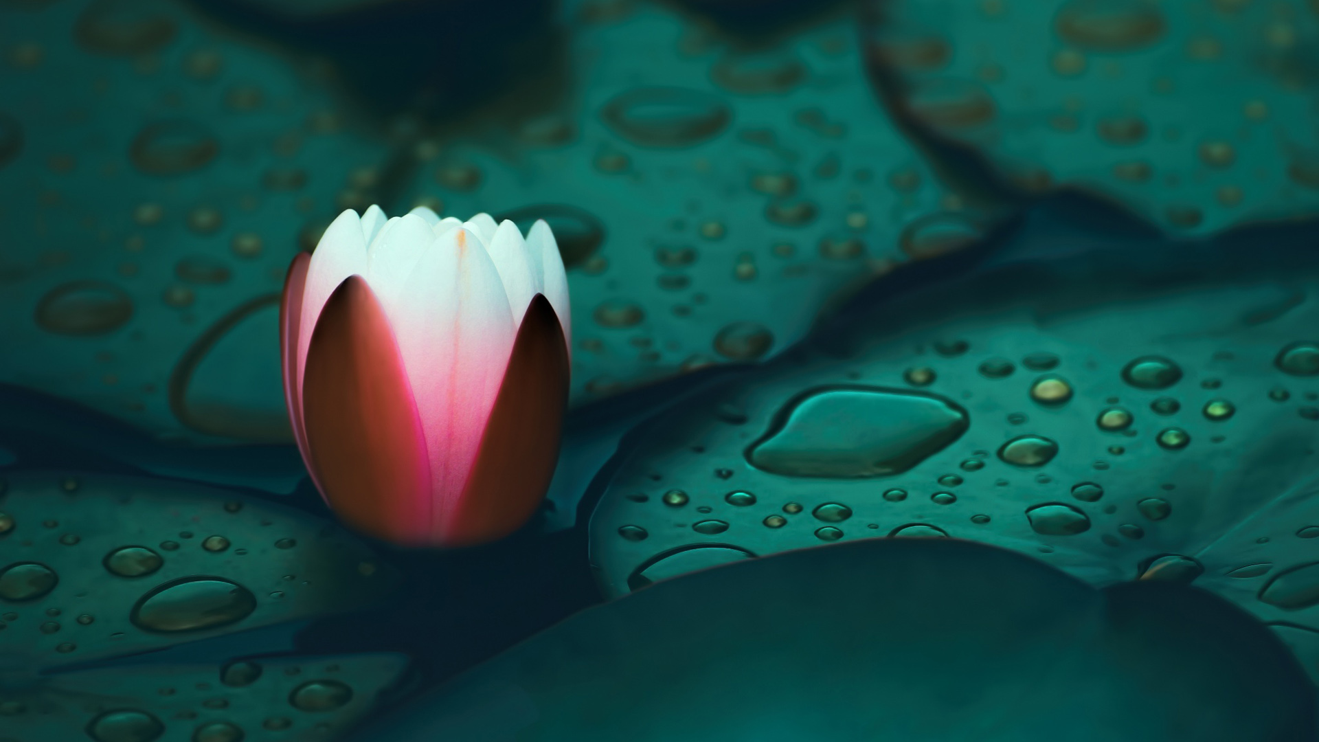 睡莲高清壁纸合集 适配多种电脑屏幕尺寸