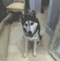 带害羞感的哈士奇单身狗表情包来啦