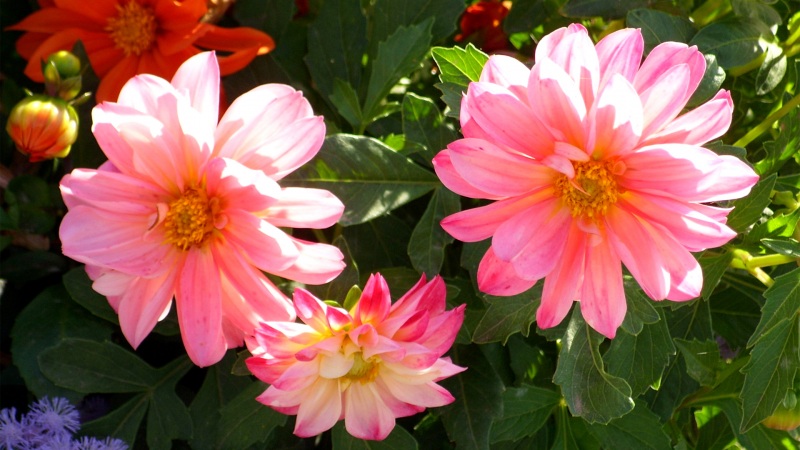 这款粉粉的大丽花电脑壁纸，颜值太绝了