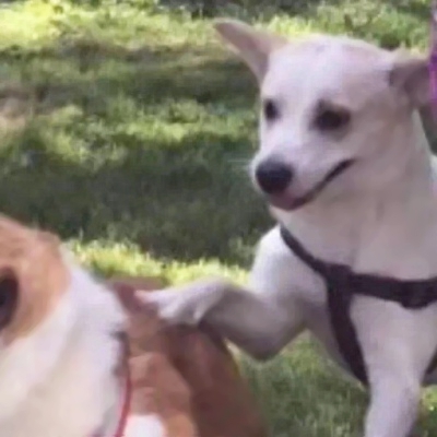 22组超可爱搞怪萌宠情头！一对两张高清图直接抱走