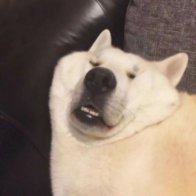 22组超萌搞怪萌宠情侣头像！一对两张高清可爱款