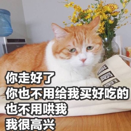 今天聊天用啥表情？这份热门表情包合集请收好