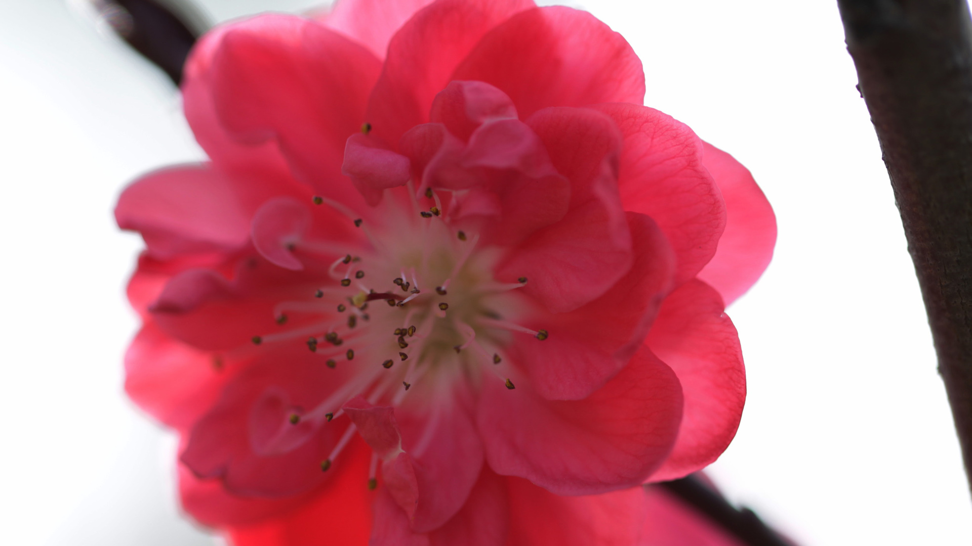 红色梅花电脑壁纸来啦！高清花卉桌面背景任你挑