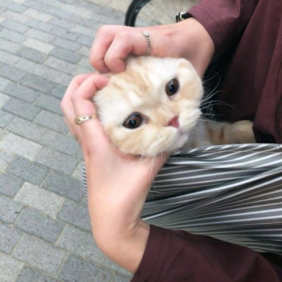 软萌猫咪情侣头像来啦！20张高清可爱的一对两张头像