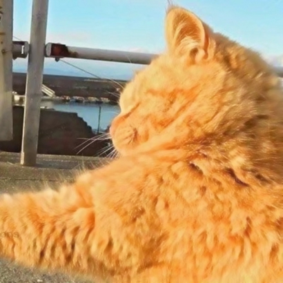 抖音爆火的可爱猫咪情侣头像，26张高清图直接抱走