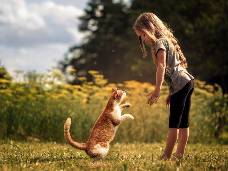 这款带小女孩和猫咪的林间草地壁纸太治愈了