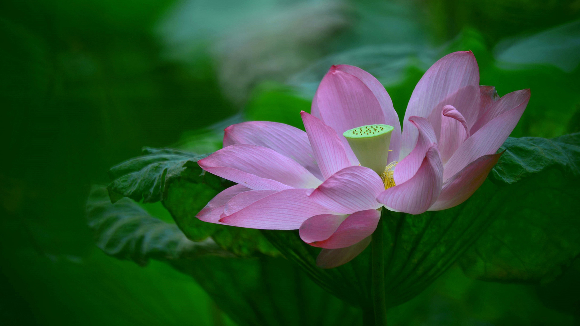 莲花叶花瓣电脑桌面高清花卉壁纸来啦