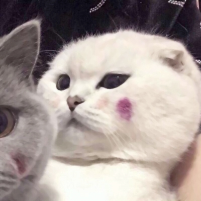 超萌猫咪情侣头像来啦！10张高清可爱款直接抱走