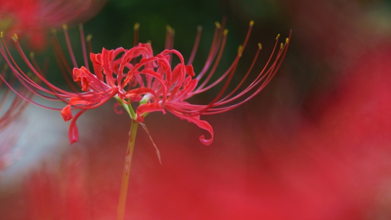 石蒜花彼岸花电脑壁纸合集 高清花卉桌面壁纸
