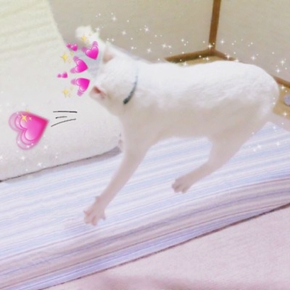 超萌情侣猫猫头像来啦！16张高清可爱一对小猫头像图