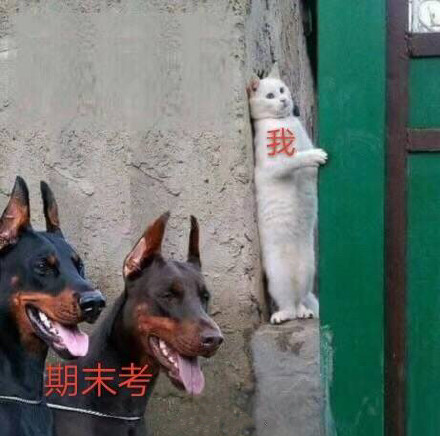 狗狗斗图表情包来啦！