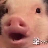 11月5日斗图表情包合集来了