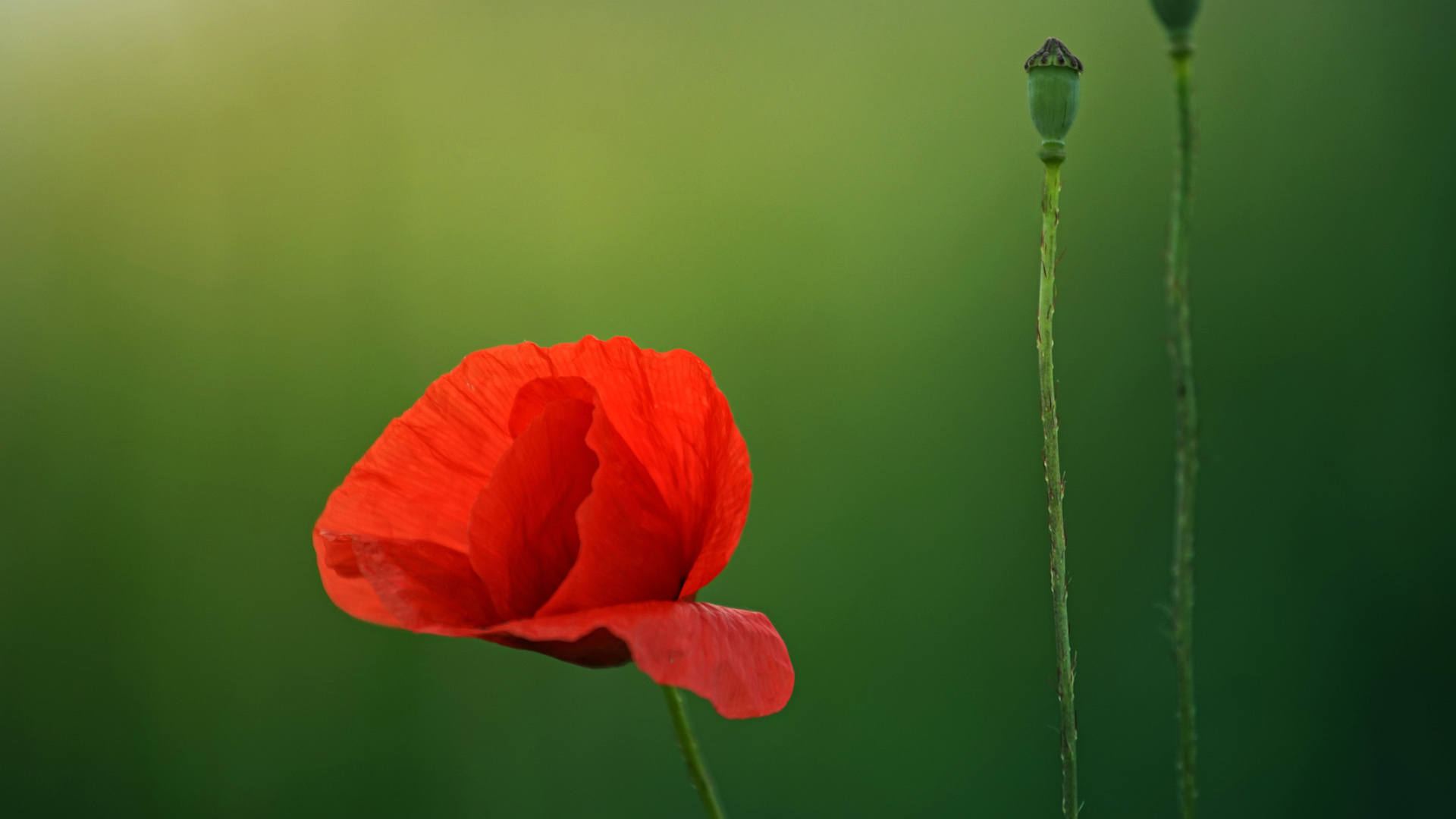 罂粟花主题2K高清电脑壁纸分享