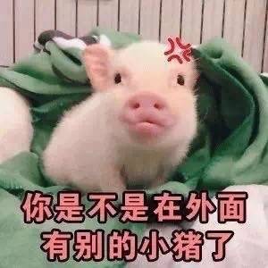 当下聊天都在用的热门表情包合集