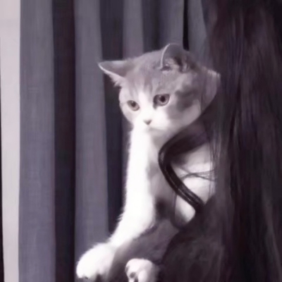 20张可爱又特别的情头！另一半不是人的系列头像合集