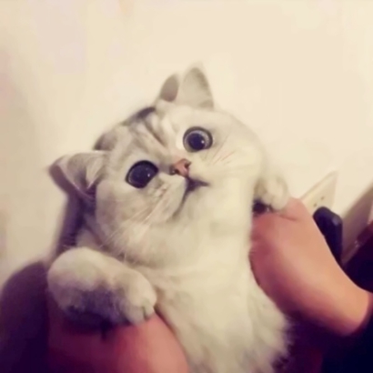 超萌宠物情侣头像！高清一对两张共26张合集