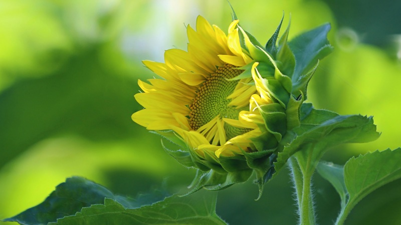 向日葵电脑壁纸合集 多款高清花卉桌面壁纸可选