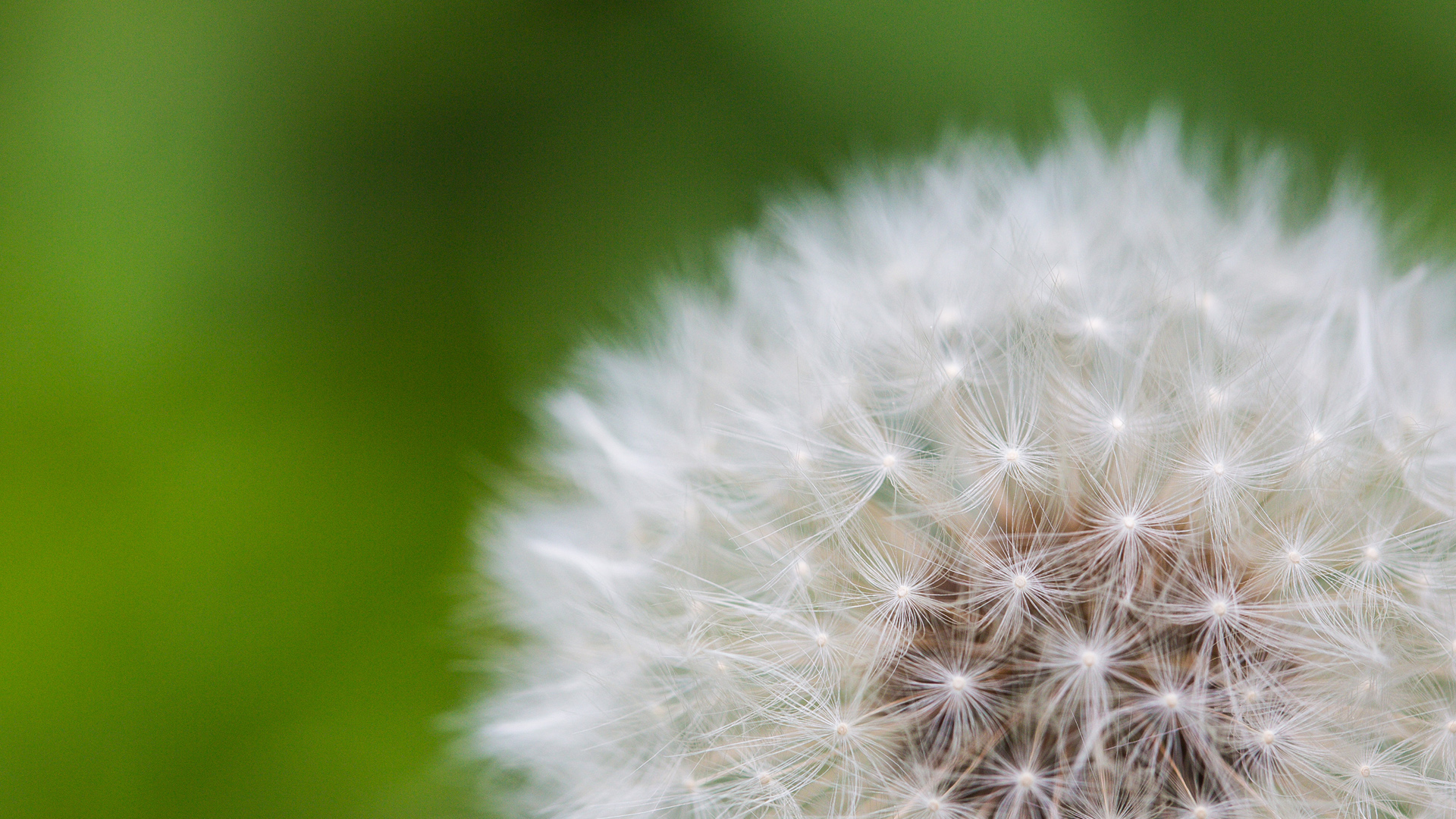 蒲公英2K高清花卉壁纸免费下载