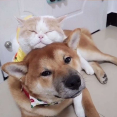 超萌！12张一猫一狗CP情侣头像，又甜又好笑
