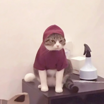 20张蠢萌猫狗情侣头像 高清可爱还能当情头用