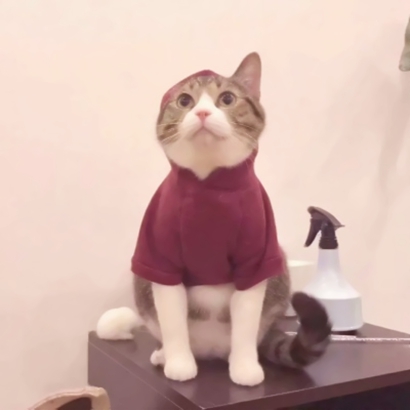 20张蠢萌猫狗情侣头像 高清可爱还能当情头用