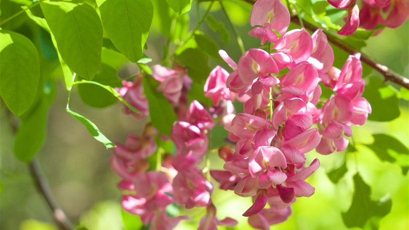 刺槐树绿叶刺槐花动漫电脑壁纸 高清花卉壁纸下载