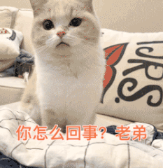 火出圈的“你怎么回事，老弟”表情包合集来了