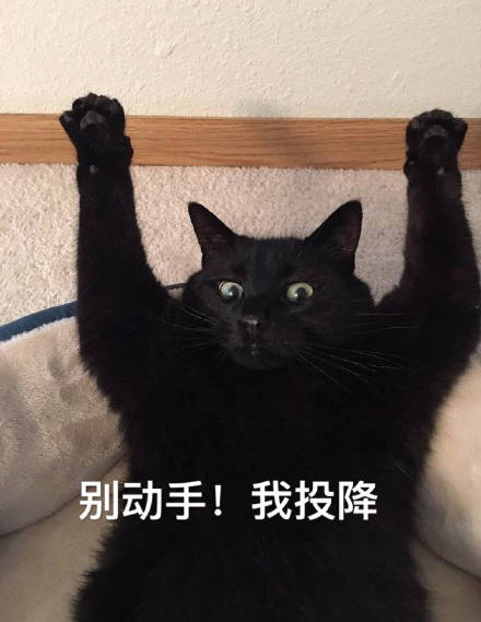 11月4日斗图表情包精选合集