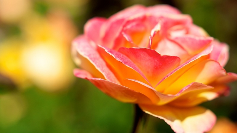 玫瑰花瓣高清电脑桌面壁纸分享，多尺寸可选